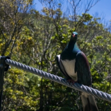 Kereru, pigeon de la Nouvelle-Zélande